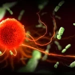 Bacteria inside the body