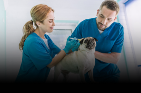 Pet Food & Veterinary Health Companies