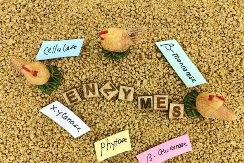 Enzymes