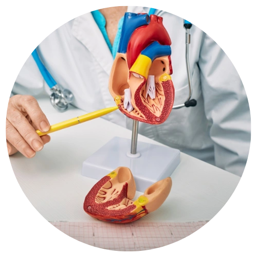 Empowering Research Excellence in Cardiology through Expert Guidance